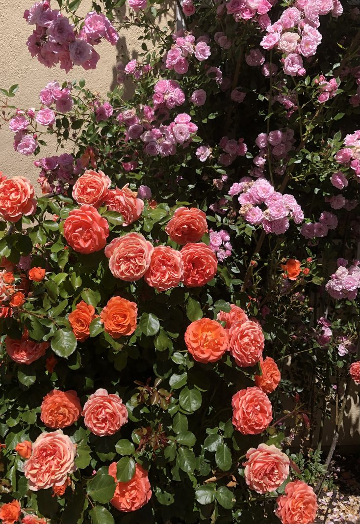 Pink and orange rose bush